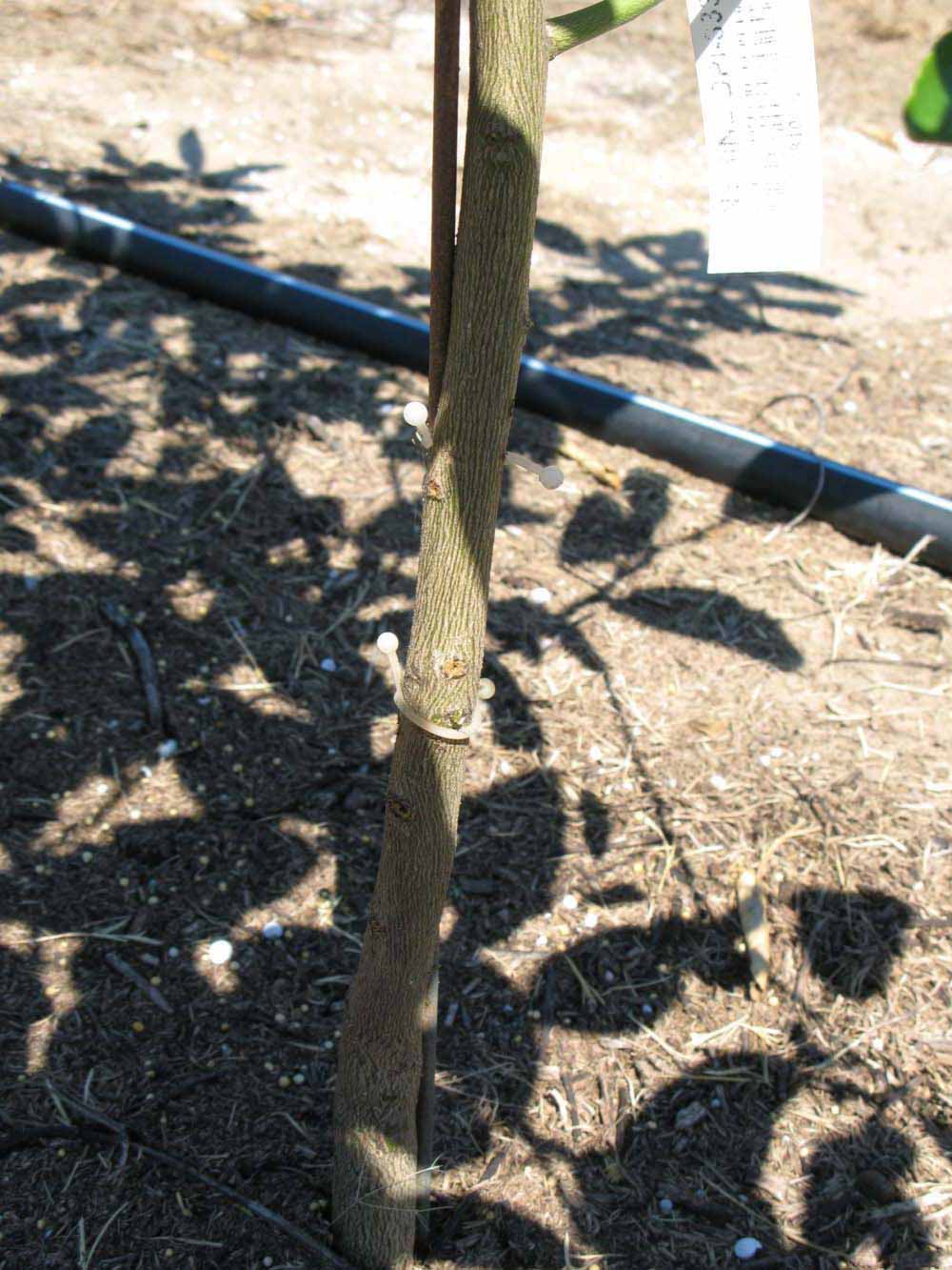            Bark (Winter Haven, FL)   